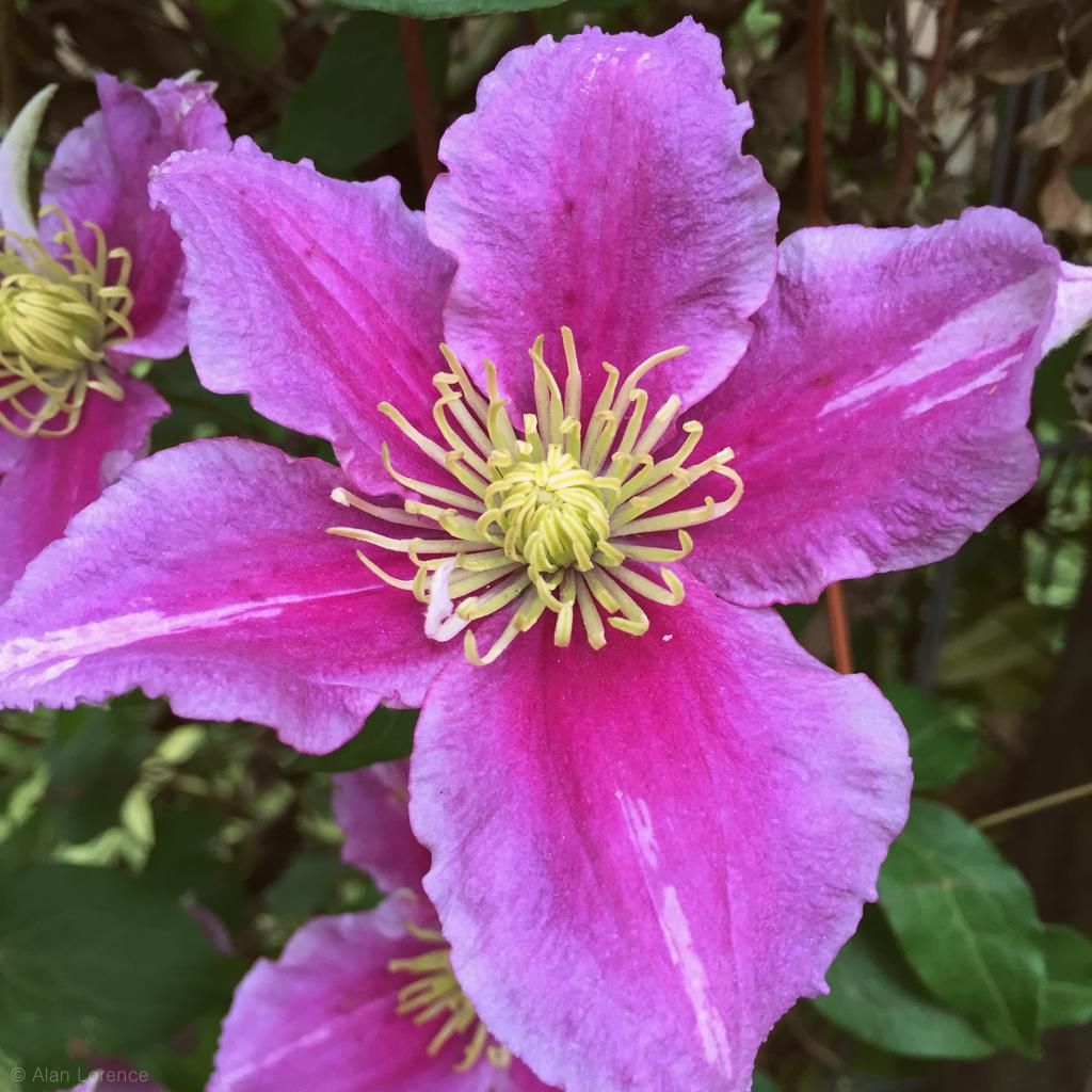 It's Not Work, It's Gardening! Clematis, beauty and problem